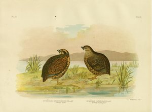 タスマニア湿地ウズラ、1891年 作： Gracius Broinowski